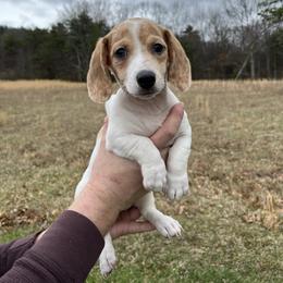 Mila TWEENIE - Piebald female Dachshund puppy in Milroy, Pennsylvania from Not Your Average Weiner