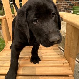 Labrador Retriever Puppies from Hunter’s Moon Retrievers