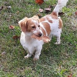 Dachshund Puppies from Monahan Dachshunds