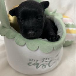Girl 2 - Black female Scottish Terrier puppy in Scurry, Texas from Starlight Scotties of Texas
