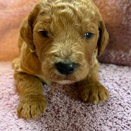 Hamlet - Apricot male Poodle puppy in St. Johnsbury, Vermont from Poodles of the Northern Woods