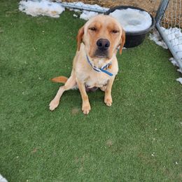 Roxie - Labrador Retriever