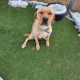 Roxie - Labrador Retriever