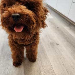 Goldendoodle and Poodle All Grown Up from Doodles & Poodles by Tiki