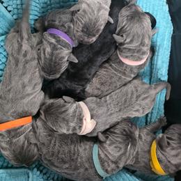 Sif - Gray male Cane Corso puppy in Asheville, North Carolina from MTO KENNELS