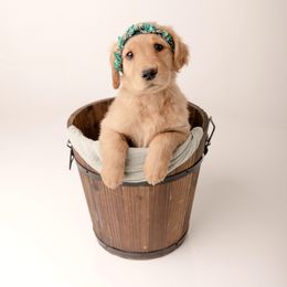Golden Retriever Puppies from Brinton Goldens