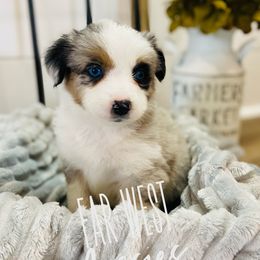 Australian Shepherd Puppies from Far West Aussies