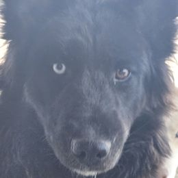 Lumi - Siberian Husky