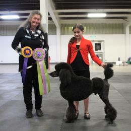 Poodle Puppies from Lacy Lane Poodles