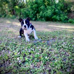 Boston Terrier Puppies from I Love Pups
