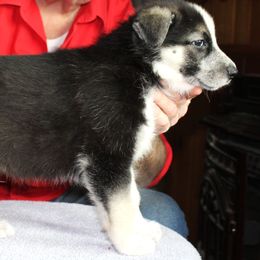 I - Panda male German Shepherd puppy in Yakima, Washington from Bahr-S German Shepherds
