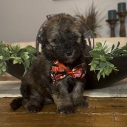 Twix 1800 Valentines Special - Grizzle male Sheepadoodle puppy in Cartersville, Georgia from Simply Blessed Doodles