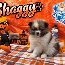 Shaggy - Wolf sable male Pomeranian puppy in Sandia, Texas from Broken Arrow Poms
