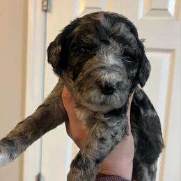 Nola - Merle female Goldendoodle puppy in Macclenny, Florida from Davis's Doodles