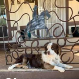 Cardigan Welsh Corgis, Miniature Australian Shepherds, and Pembroke Welsh Corgis from Rancho Sandoval Corgis and Mini Aussies