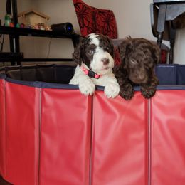 Poodle Puppies from Jazzi Oodles