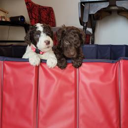 Poodle Puppies from Jazzi Oodles
