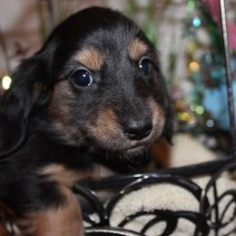 Girl 4 - Black and cream female Dachshund puppy in Craig, Colorado from Rocky Mountain Shih Tzus and Dry Creek Miniature Dachshunds