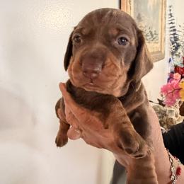 Chocolate and Tan (Male) - Chocolate and tan male Dachshund puppy in Long Beach, California from CasadeWeens