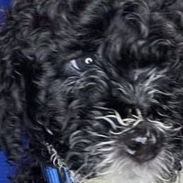 Cavapoos, Goldendoodles, Labradoodles, Poodles, and Sheepadoodles from Wagadoodlesnw