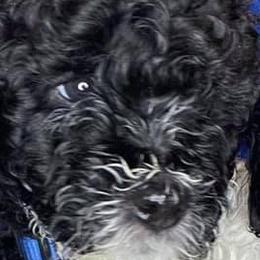 Cavapoos, Goldendoodles, Labradoodles, Poodles, and Sheepadoodles from Wagadoodlesnw