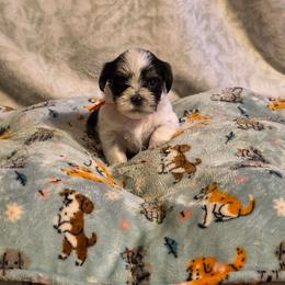 Roderick- Orange Collar - Black and white male Shorkie puppy in Troy, Ohio from Ever After Tails