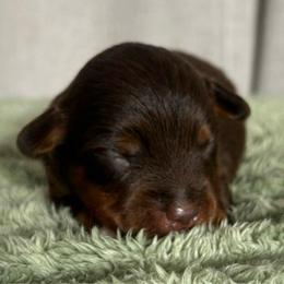 Boy 2 - Red tri male Toy Australian Shepherd puppy in Sulphur, Louisiana from Triple J Aussies and Corgis