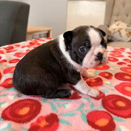 Hetty - Seal brindle and white female Boston Terrier puppy in Leonard, Kentucky from Bluegrass Boston Terriers