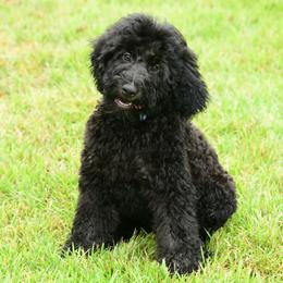 Sheepadoodle Puppies from Riley Grace Puppies