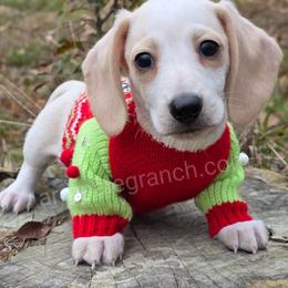 G5 - Cream male Dachshund puppy in Jacksonville, Texas from ArmnalegRanch LLC
