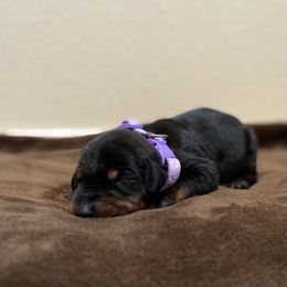 Doberman Pinscher Puppies from Obsidian Kennels