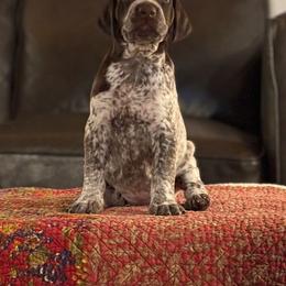 German Shorthaired Pointer Puppies from Endersgame GSPs