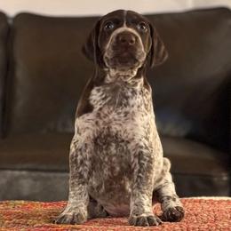 German Shorthaired Pointer Puppies from Endersgame GSPs