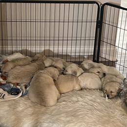 Golden Retriever Puppies from Wise-Taylor Goldens