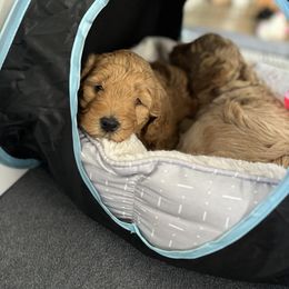 Goldendoodle Puppies from Old Lake Doodles