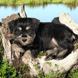 Tyrone - Black and silver male Miniature Schnauzer puppy in San Bernardino, California from Rose Lane Schnauzers