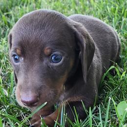 Dachshunds from Aimee Cantrell