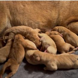 3rd pick girl - Yellow female Labrador Retriever puppy in Littlefield, Arizona from Susan Burkey