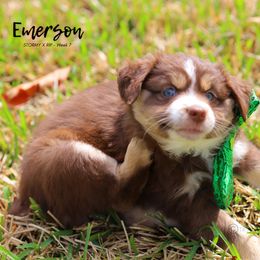 Australian Shepherd, Miniature American Shepherd, Miniature Australian Shepherd, and Toy Australian Shepherd Puppies from TK Standard, Mini, & Toy Aussies