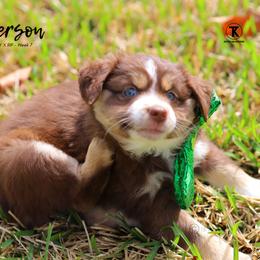 Australian Shepherd, Miniature American Shepherd, Miniature Australian Shepherd, and Toy Australian Shepherd Puppies from TK Standard, Mini, & Toy Aussies