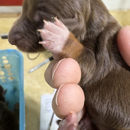 Girl 1 AKC - Chocolate and tan female Dachshund puppy in Fayetteville, Pennsylvania from PA's Darling Doxies