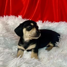 Jade - Black and cream female Dachshund puppy in Mesquite, Texas from AB Dachshund