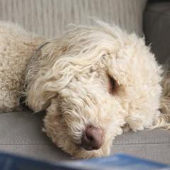 Double Doodles from Happy Heart Doodles