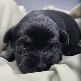 Olive AKC Imported Champion Lines - Black and silver female Miniature Schnauzer puppy in Saratoga Springs, Utah from Happy Beard Schnauzers