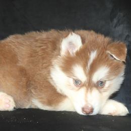 Phoenix - Red and white female Siberian Husky puppy in Gorman, Texas from Bransford Paw Pack/Timber Huskies