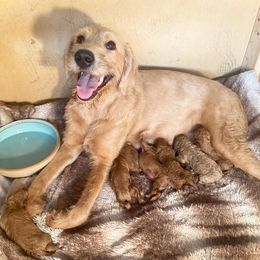 Labradoodle puppies from Vals Doodles