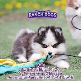 Dally - Black and white female Pomsky puppy in Humeston, Iowa from M.A.R. Dogs