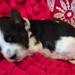 Holstein - Black & white male Maltipoo puppy in Sidney, Maine from Snow Pond Farm