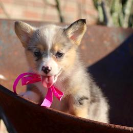 Girl 3 Pink Merle - Blue female Pembroke Welsh Corgi puppy in Ville Platte, Louisiana from Flat town corgis