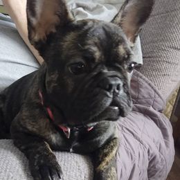 Sassy - French Bulldog